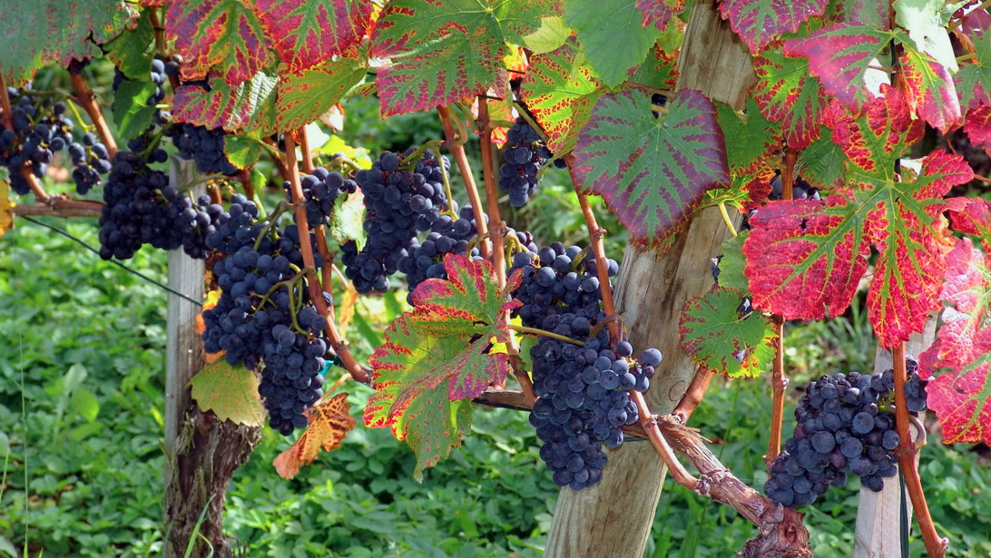 Grapevine Ministries - Image 2